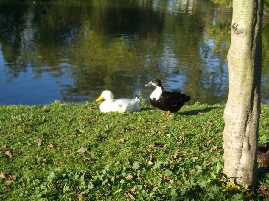 Propiedades de la Mente Superior