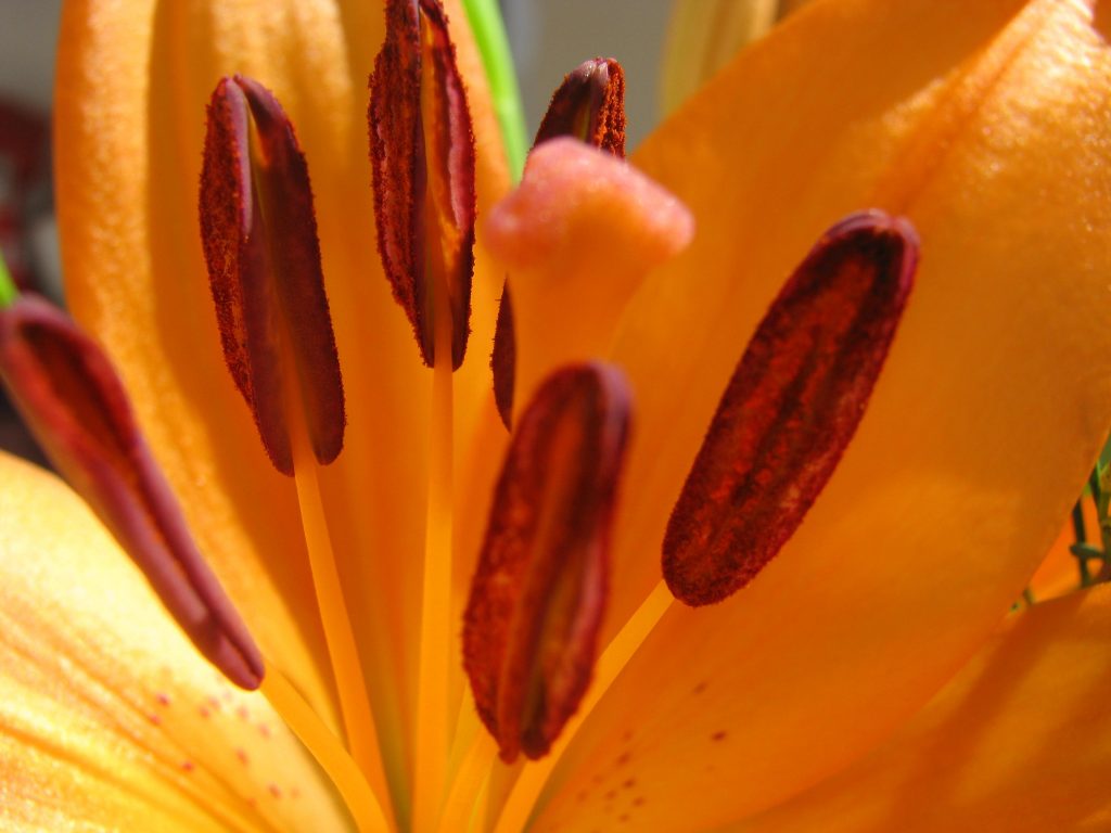 Método segundo para contactar con la Mente Superior de 4