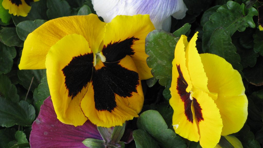 Método tercero para contactar con la Mente Superior de 4