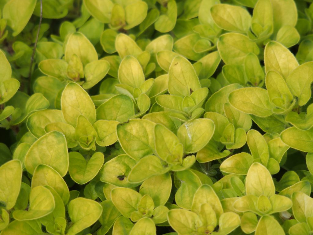 Quién manda Quién manda