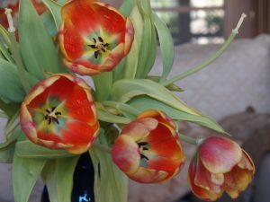 Complementando los sentimentales Complementando los sentimentales