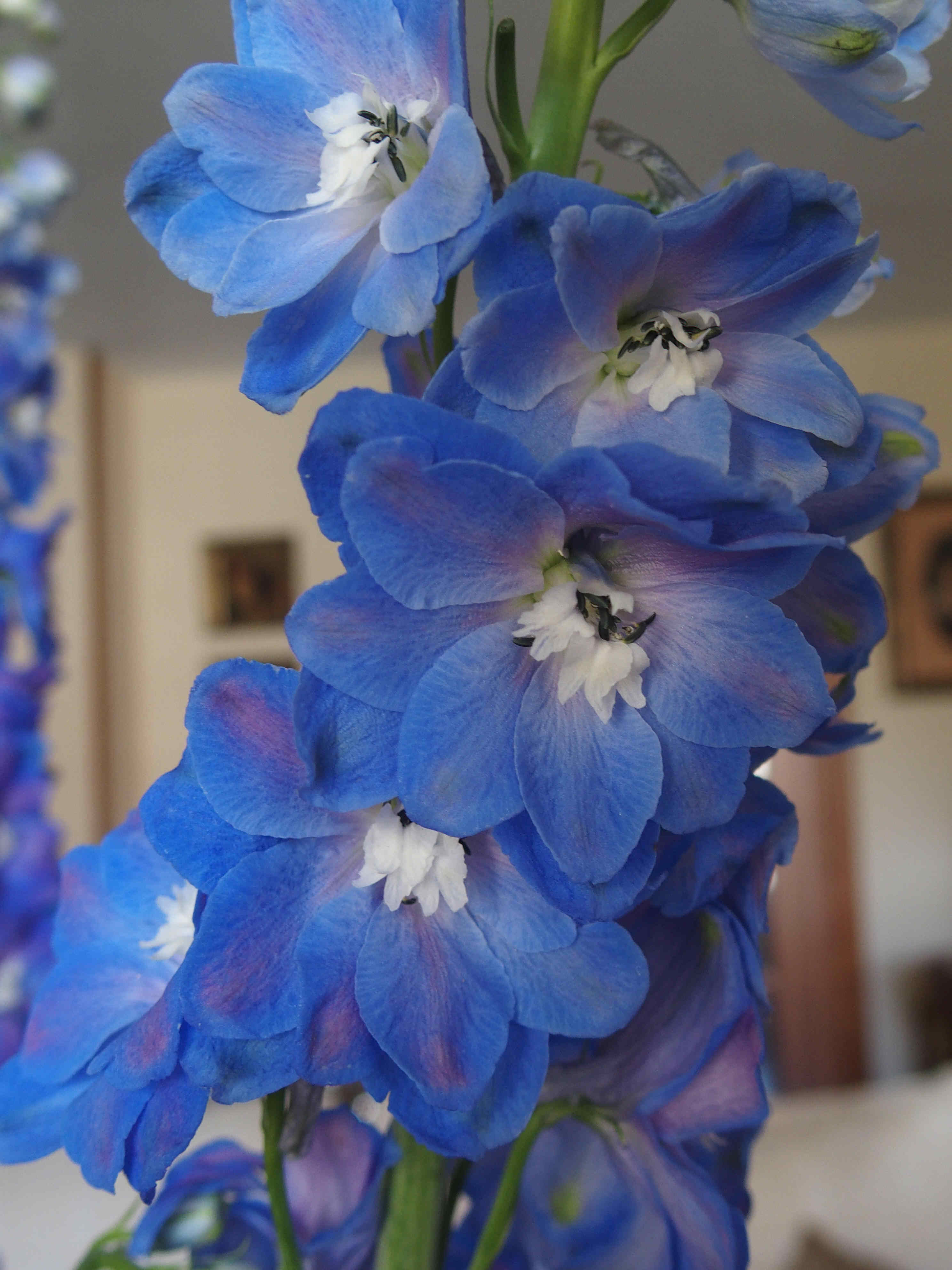 Conceptos previos Conceptos previos