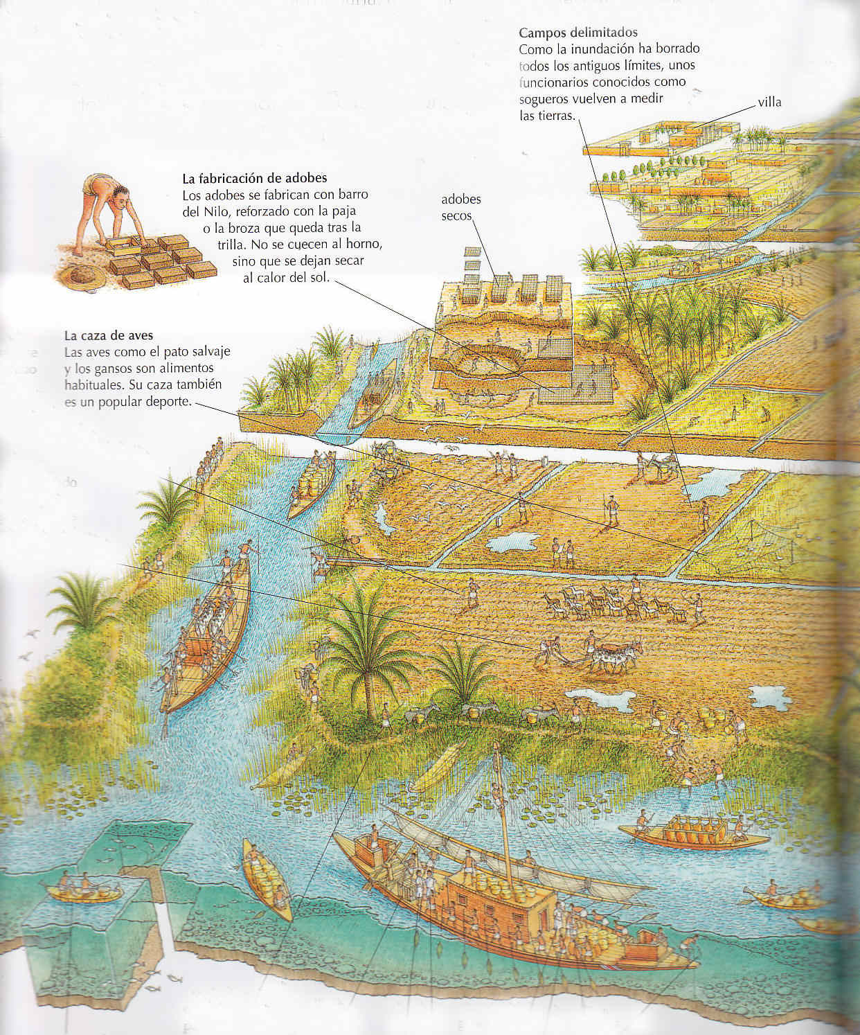 Egipto antiguo 26 y Ptolomeo III Evergetes 2