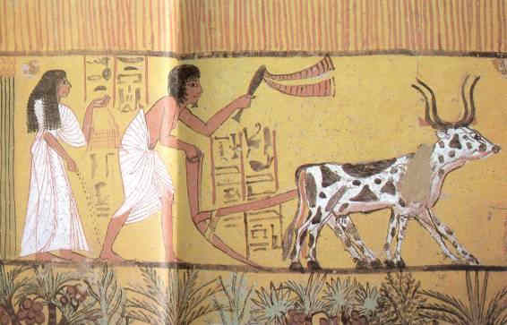 La vida en el antiguo Egipto Trigo 