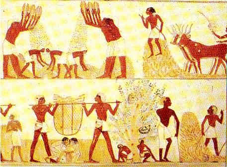 La vida en el antiguo Egipto Trigo 