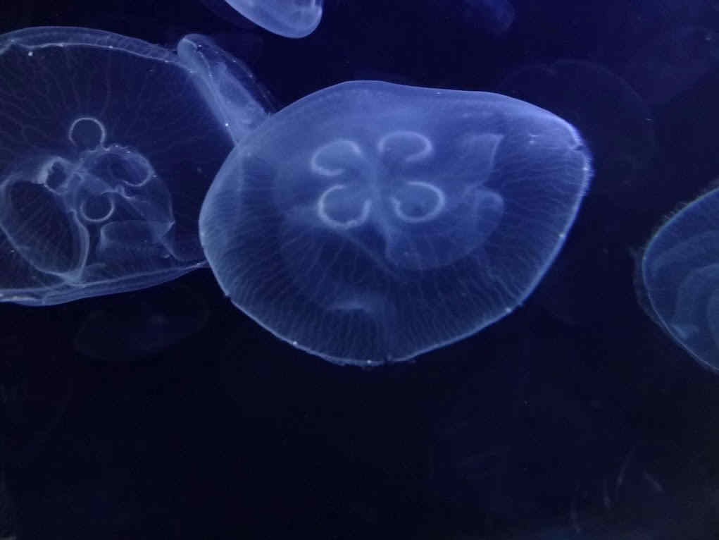 Operativa con la Mente Superior Operativa con la Mente Superior